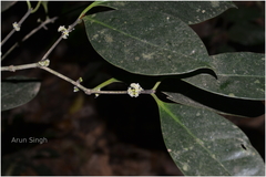 Microtropis latifolia